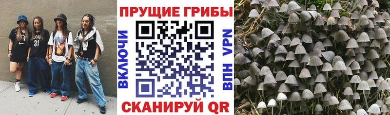 Купить где  Куса  Псилоцибиновые грибы мицелий 